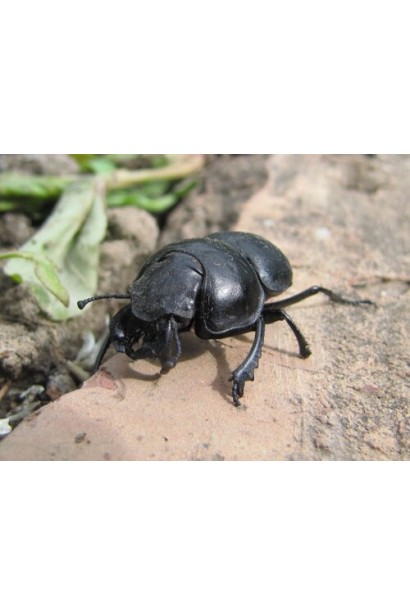 кравчик-головач